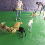vila-cani-clube-salvador-bricadeira-cães